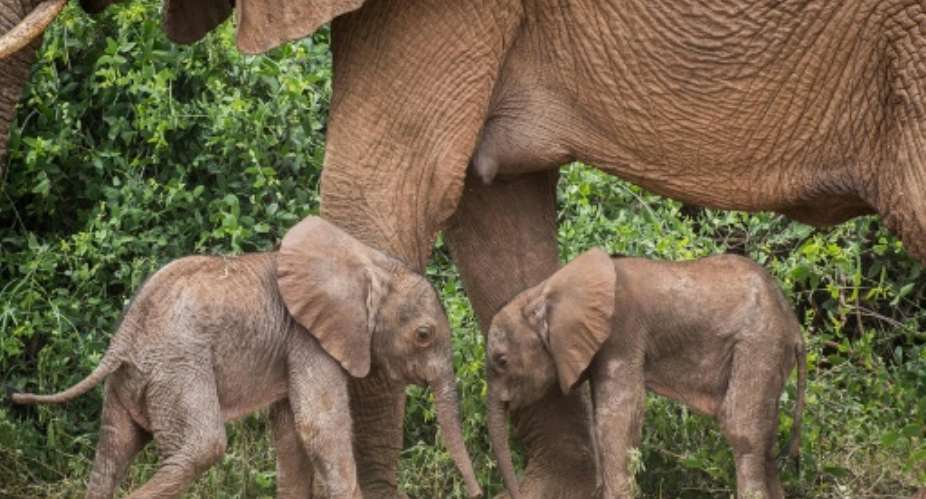 Conservation group Save the Elephants said the twins were first spotted by lucky tourist guides on a safari drive Samburu Reserve in northern Kenya.  By Jane Wynyard SAVE THE ELEPHANTSAFP