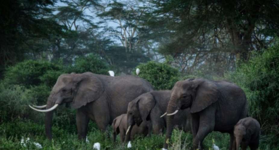 Conservationists warn that poaching and habitat destruction, particularly due to land conversion for agriculture, is  devastating elephant numbers across Africa .  By Yasuyoshi CHIBA AFPFile