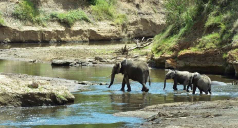 Continent-wide, Botswana has the most number of elephants, while populations in Kenya, Namibia, Rwanda, South Africa and Uganda are holding steady or climbing.  By SIMON MAINA AFPFile