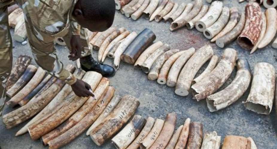 A Kenya Wildlife Service KWS Ranger inspects and numbers a confiscated ivory haul at Mombasa Port on October 8, 2013.  By Ivan Lieman AFPFile