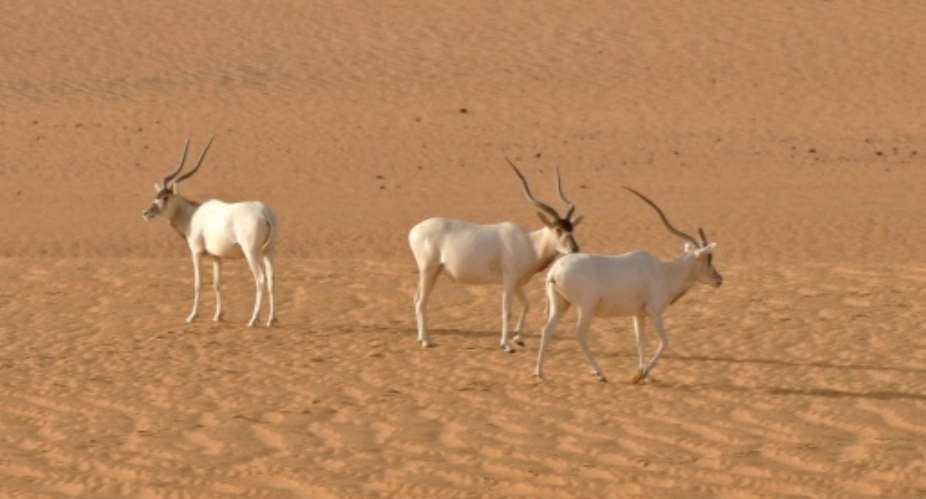 Critically endangered species such as the addax or white antilope could disappear if major changes are made to the Niger national nature reserve.  By Thomas Rabeil AFPFile