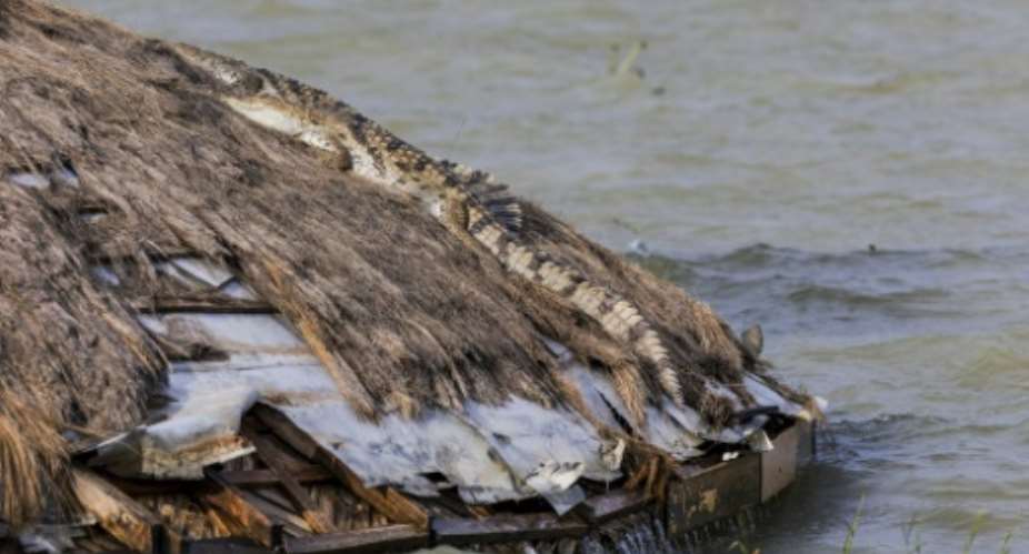 Crocodiles and hippos are moving closer to homes as lake water expands in Kenyas Rift Valley.  By Tony KARUMBA (AFP)