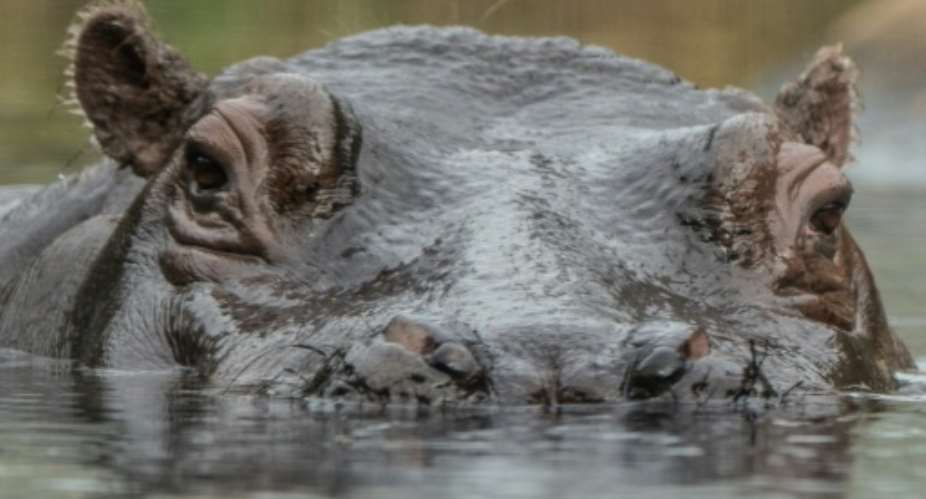 Cull: Zambia plans to slaughter 2,000 hippopotamuses.  By Paul Zinken dpaAFP