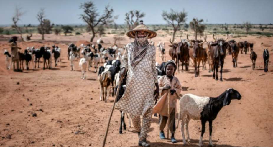 Dairy farmers in arid portions of West Africa are nomadic, making developing business to fully meet demand difficult.  By Luis TATO FAOAFPFile