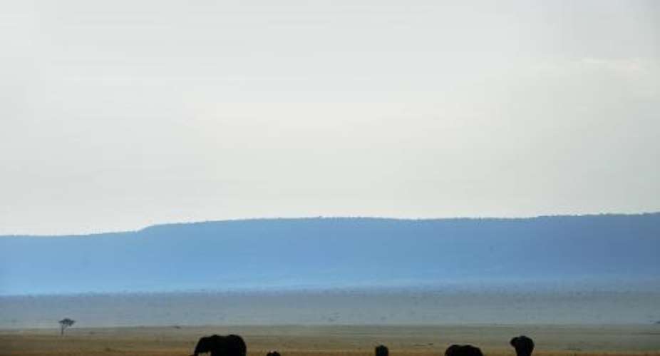 A herd of elephants pasture on a plain of the Maasai Mara National park in Kenya on August 15, 2008.  By Roberto Schmidt AFPFile