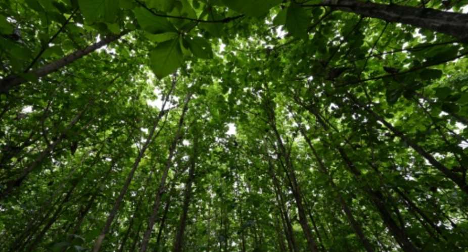 Deforestation has drastically reduced the surface area of Ivorian forests since the 1960s.  By Issouf SANOGO (AFP)