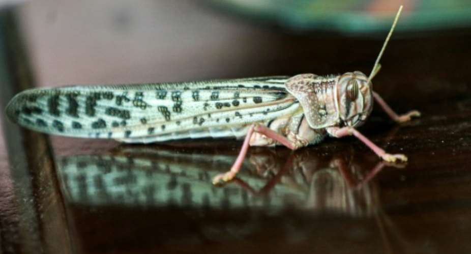 Desert locusts threaten East Africa's food security.  By Mohammed HUWAIS AFPFile