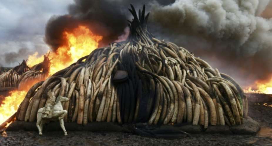 Despite measures such as the Kenyan government's burning of tusks, poaching is killing about 30,000 elephants a year.  By FREDRIK LERNERYD AFPFile