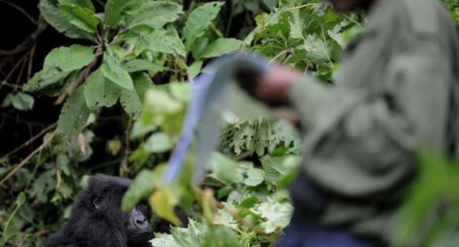 An adult gorilla keeps an eye on a ranger helping to conduct a population census in the Virunga National Park.  By Roberto Schmidt (AFP/File)