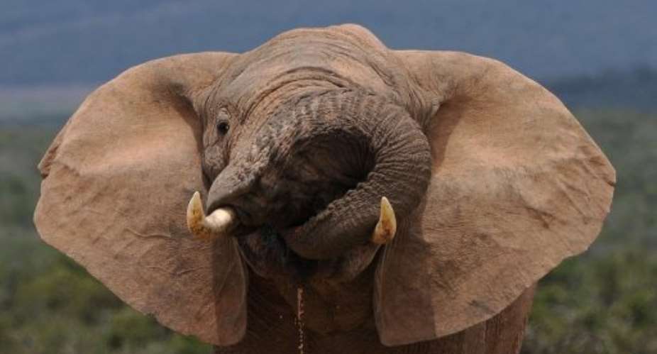 An African elephant drinks water in Addo Elephant National Park on November 15, 2009.  By Alexander Joe (AFP/File)