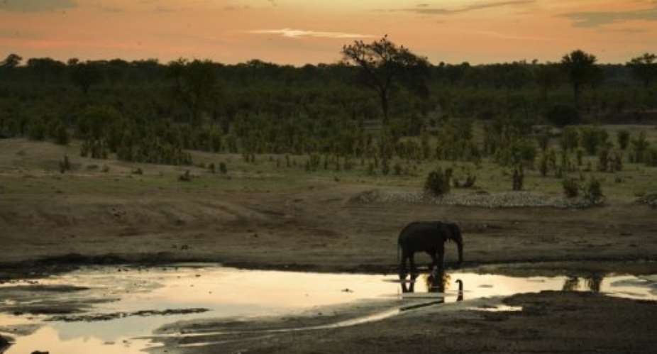 An African elephant is pictured on November 17, 2012 in Hwange National Park in Zimbabwe.  By Martin Bureau (AFP/File)