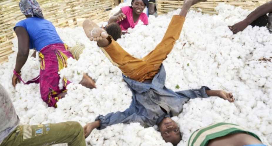 Dyed in the wool: Cotton supports a quarter of the population of Mali, which has retaken the title of Africa's cotton champion.  By MICHELE CATTANI AFPFile