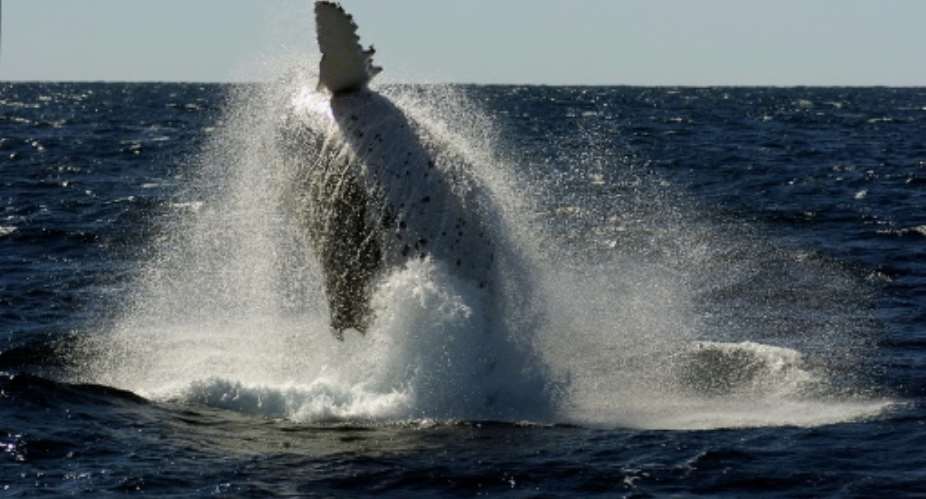 Each year humpback whales migrate north from the Antarctic to the warmer climate off Australia's coastline to mate and give birth.  By Heather Faulkner AFPFile
