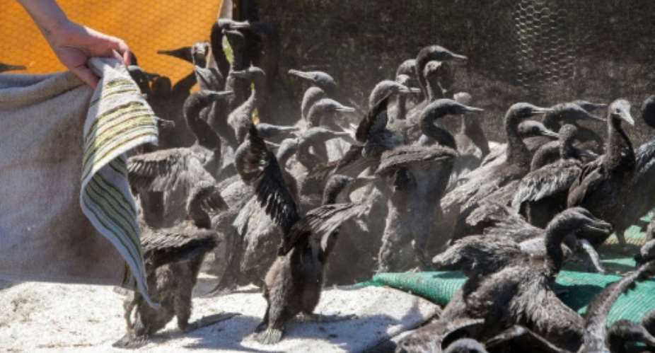 Early this year, hundreds of cormorant chicks were abandoned in a startling incident that conservationists said may have been caused by hunger.  By RODGER BOSCH AFP