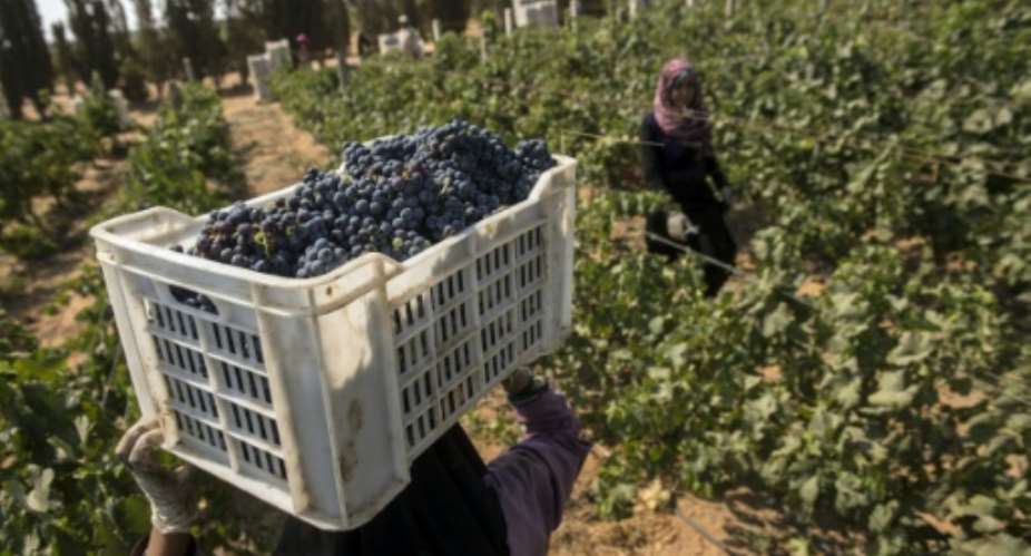 Egyptian workers harvest grapes at the Kouroum of the Nile Company vinyards and winery in the Karm el-Nada area some 50 kilometres north of Cairo.  By Khaled Desouki (AFP)