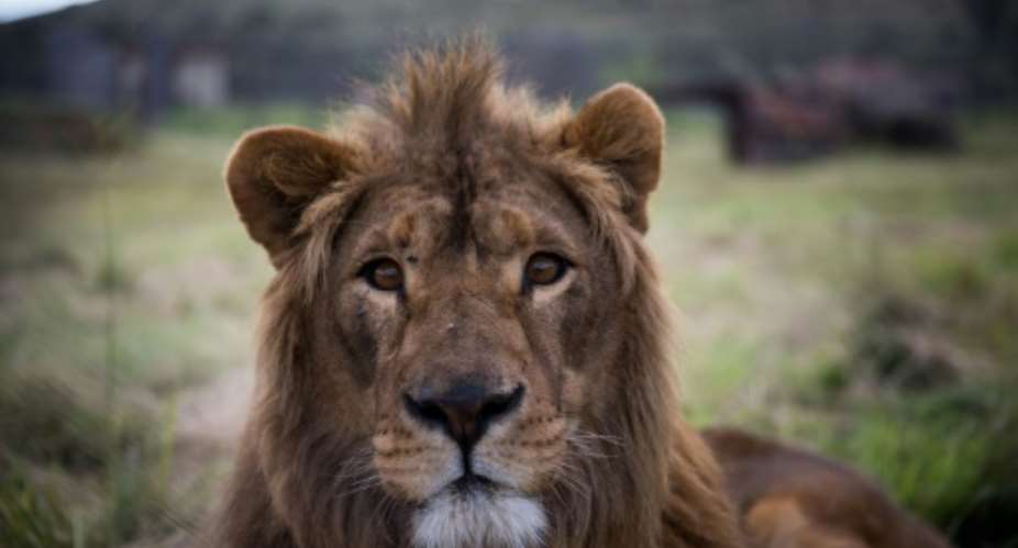 Eight suspects accused of killing at least 40 lions, as well as a tiger, will appear in court in South Africa.  By DANIEL BORN FOUR PAWSAFPFile