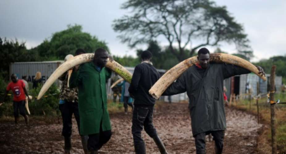 Elephants in east Africa have learned to travel at night and hide during the day to avoid poachers who are hunting tuskers into extinction, researchers say.  By TONY KARUMBA AFPFile