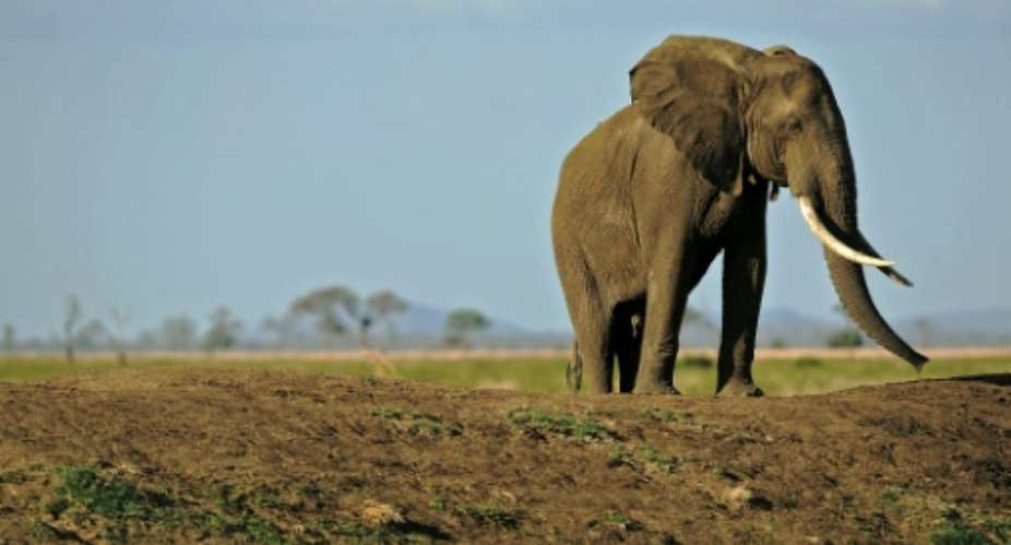 More than 30,000 African elephants are killed by poachers every year to supply an illegal trade controlled by criminal gangs that feeds demand in the Far East.  By Daniel Hayduk AFPFile