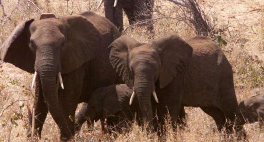 Possible solutions to the human-elephant conflict, authorities say, include creating an elephant reserve in the area.  By Themba Hadebe (AFP/Pool/File)