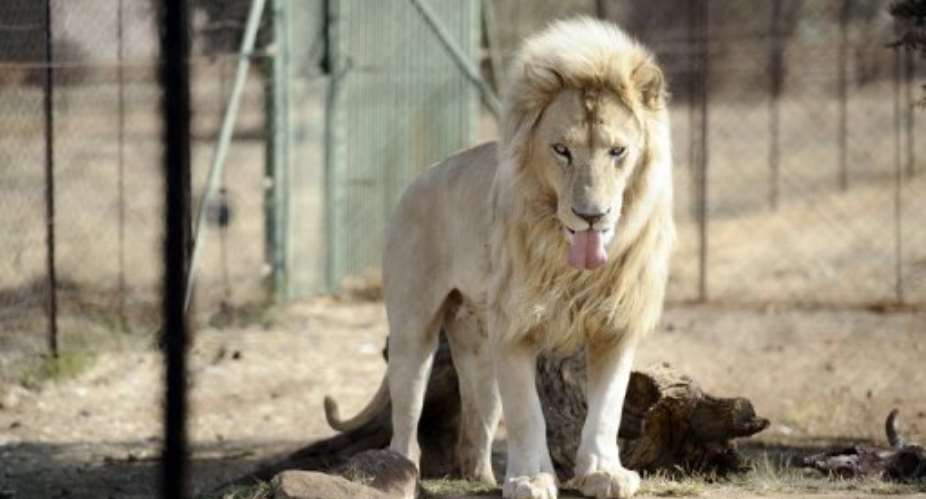 A lion at Bona Bona Game Farm in Wolmaransstad, southeast of Johannesburg on August 3, 2012.  By Stephane de Sakutin AFPFile
