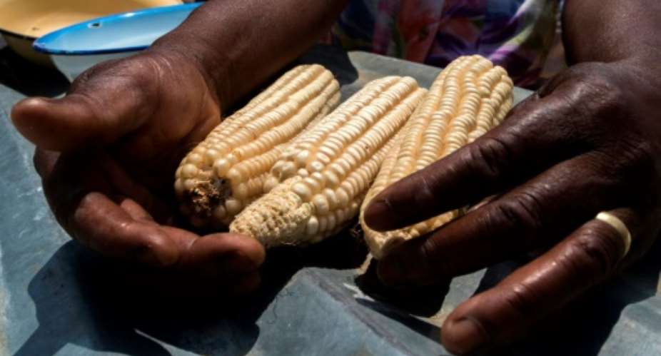 Essential for food security in large parts of Africa, maize is particularly vulnerable to the fall armyworm larvae, which burrow into the cobs.  By Jekesai NJIKIZANA AFPFile