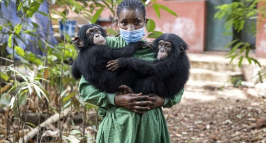 Esther (L) and Rio (R) are just two of the many chimpanzees the park has saved.  By PATRICK MEINHARDT (AFP)