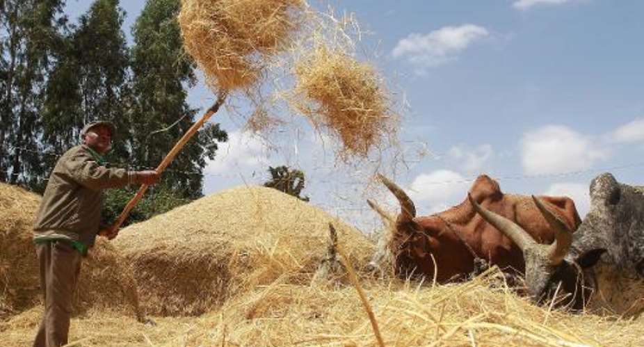A farmer shifts dried teff crop to separate seeds from stalks at Ada village in Bishoftu town, Oromia region of Ethiopia, February 21, 2014.  By Solan Gemechu AFP