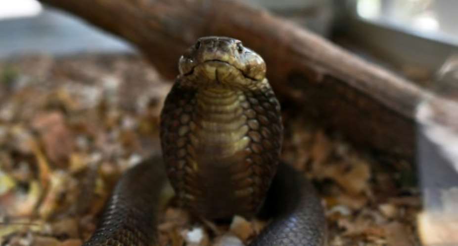 Every year, snakes bite about 5.4 million people worldwide but the figure is likely a vast underestimation, given underreporting and patchy recordkeeping, officials say.  By TONY KARUMBA AFP