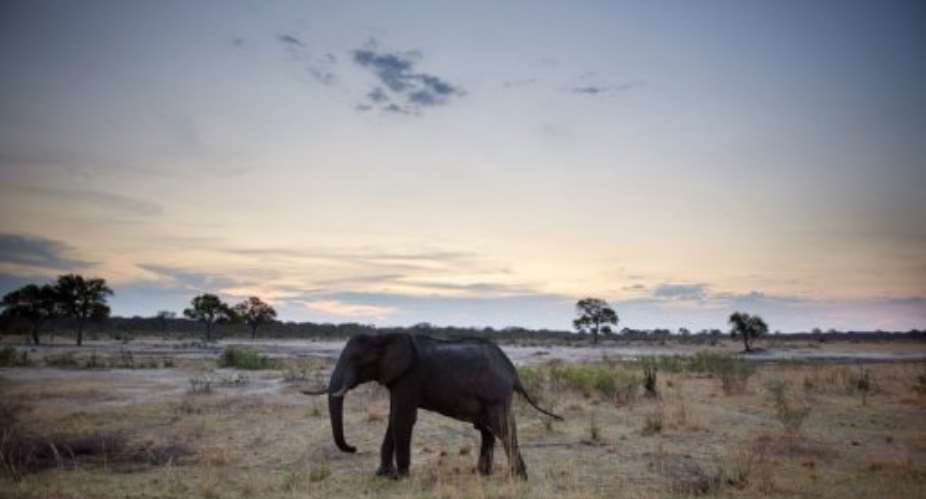 An African elephant is pictured on November 19, 2012, in Hwange National Park in Zimbabwe.  By Martin Bureau (AFP/File)
