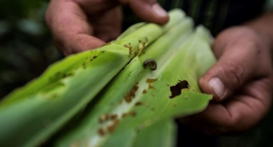 Fall armyworms are native to the Americas and were first spotted in Nigeria and Togo last year, though they have already caused damage to staple crops in Zambia, Zimbabwe, South Africa and Ghana.  By GULSHAN KHAN AFPFile