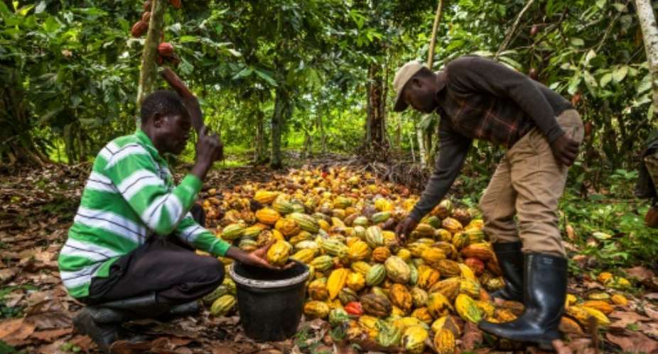 Farmer Antoine Kakule Kihumuledi R, is a pioneerin cultivating cocoa in DRCongo's Nord Kivu province, which has been ravaged by war and violence for two decades.  By Eduardo Soteras AFPFile