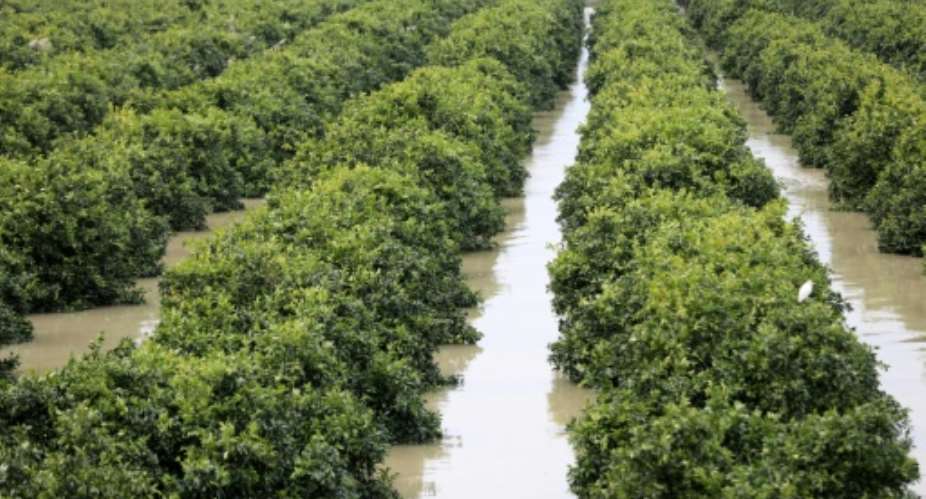 Farmers in the North African kingdom have for the past few years endured severe drought.  By - (AFP)