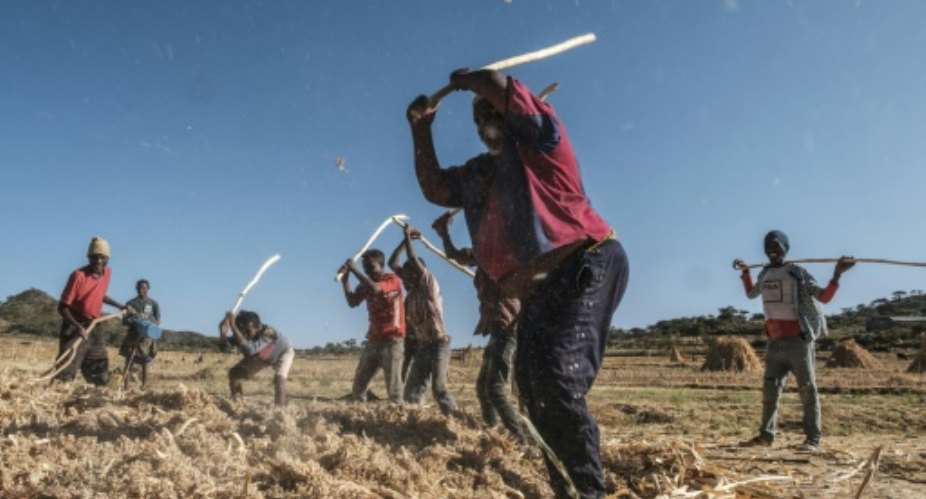 Farmhands work in a sorghum field in Ethiopia's Tigray region, where there are fears a hunger crisis could follow the conflict.  By EDUARDO SOTERAS AFP