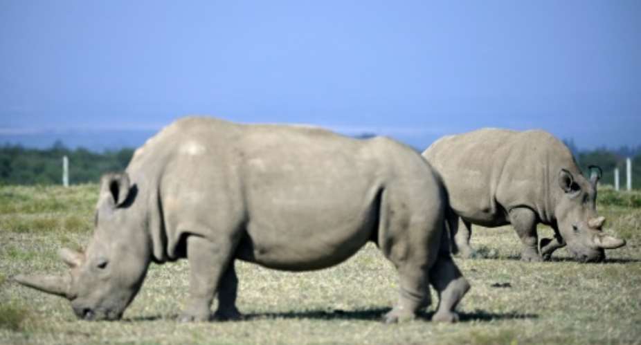 Fatu, right, and her mother Najin are the only two remaining northern white rhinos.  By TONY KARUMBA AFPFile