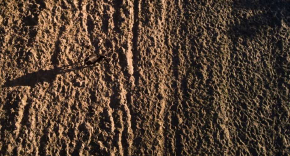 Five countries in southern Africa have declared a state of national disaster over the El Nino-induced dry spell.  By Zinyange Auntony (AFP)