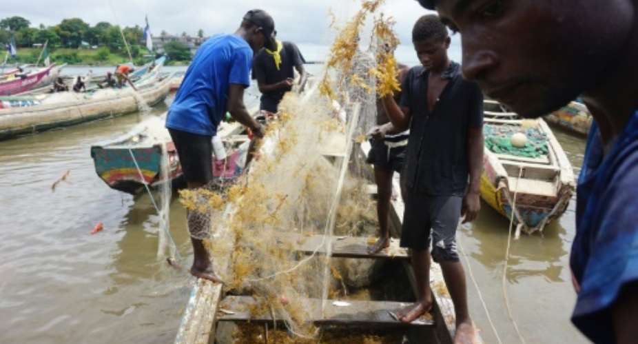 Floating seaweed has for weeks choked Sierra Leone's otherwise pristine coastline.  By Saidu BAH AFP