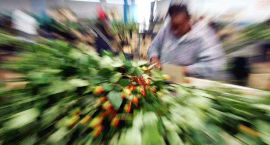Flower power: Kenya is the world's expert at growing delicate blooms and rushing them to Europe in refrigerated cargo -- the same conditions as for Covid vaccines.  By SIMON MAINA AFP