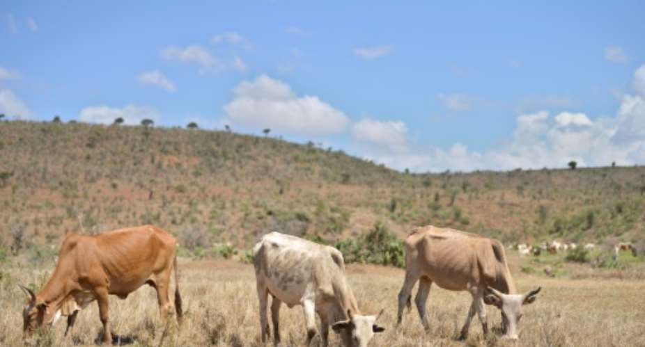 For several months heavily armed herders have forced their way into private ranches in central Laikipia, seeking pasture for their livestock suffering from the current drought..  By TONY KARUMBA AFPFile