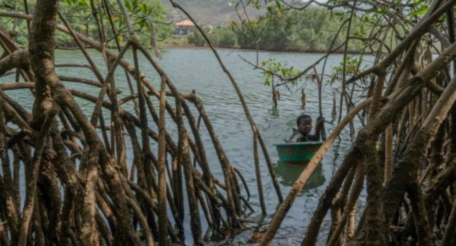 For the past 20 years, Millicent Turay has supported her family by collecting mangrove oysters.  By Gemma Bonfiglioli (AFP)