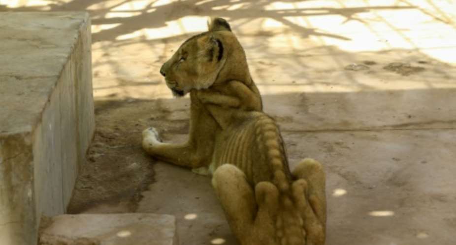 For weeks now, five lions held at Khartoum's Al-Qureshi Park in an upscale district of the capital have been suffering from shortages of food and medicine.  By ASHRAF SHAZLY AFP