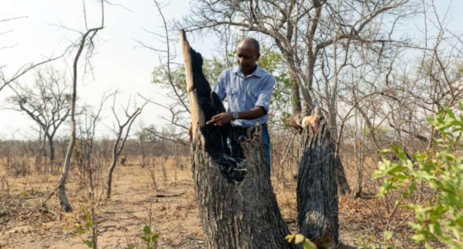 Forestry officer Best Muchenje inspects a mopani tree which loggers felled to provide fuel.  By Jekesai NJIKIZANA AFP