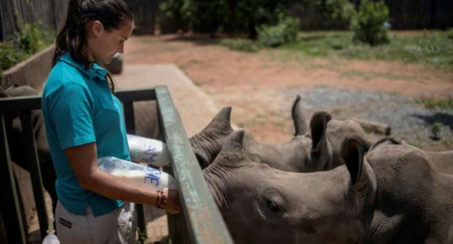 Four staff and two volunteers work around the clock to care for the rhino calves, sometimes even sleeping next to the youngest in an open faced barn.  By Michele Spatari AFP