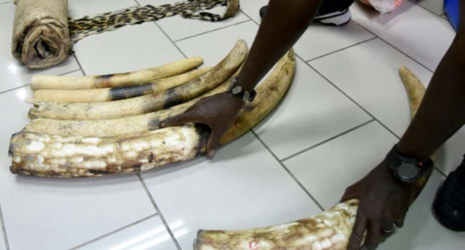 Four traffickers were caught with elephant tusks like these, as well as 46 elephant tails, coveted items that are the reason over 35,000 elephants are slaughtered each year.  By ISSOUF SANOGO AFPFile