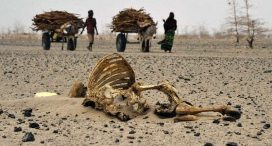 File picture shows residents of Kenya's Wajir border region walking past carcasses of livestock.  By Simon Maina AFPFile