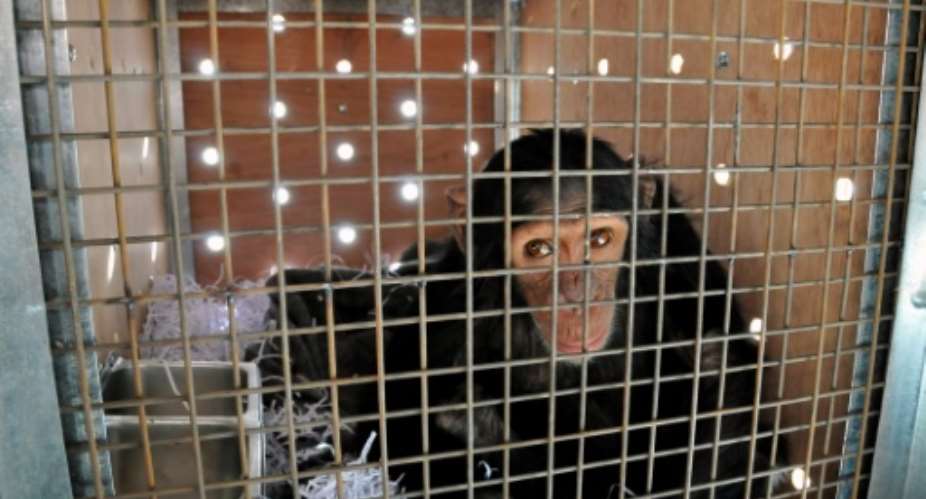 Four-year-old chimpanzee Manno, rescued by Animals Lebanon from a zoo in Duhok, Iraq after being trafficked from Syria, sits in a transport crate before his flight to Sweetwaters Chimpanzee Sanctuary in Kenya.  By  ANIMALS LEBANONAFPFile