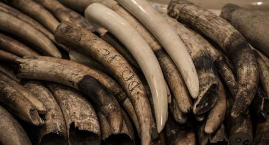 Despite the world ban, ivory trafficking has increased in recent years because of high demand, particularly in Asia.  By Philippe Lopez AFPFile