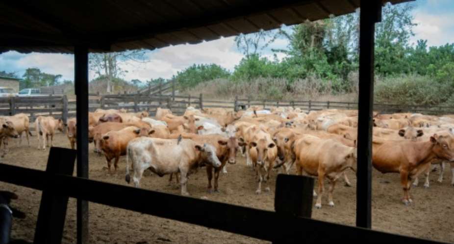 Gabon imports the vast majority of its beef.  By Nao Mukadi (AFP)