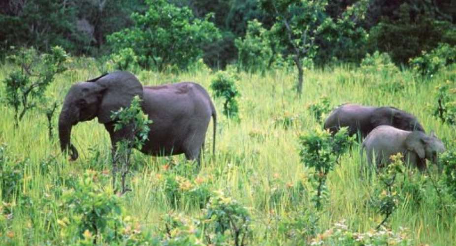 Elephants graze at Lope National Park in Gabon on November 28, 1999.  By  AFPFile