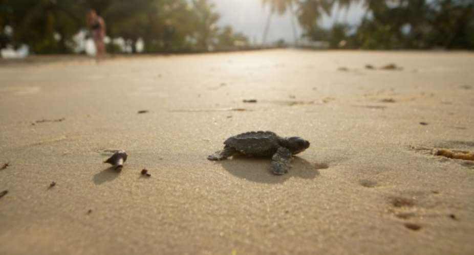 Gabons 900 kilometres (560 miles) of coastline is home to four species of sea turtles.  By Cyril VILLEMAIN (AFP)