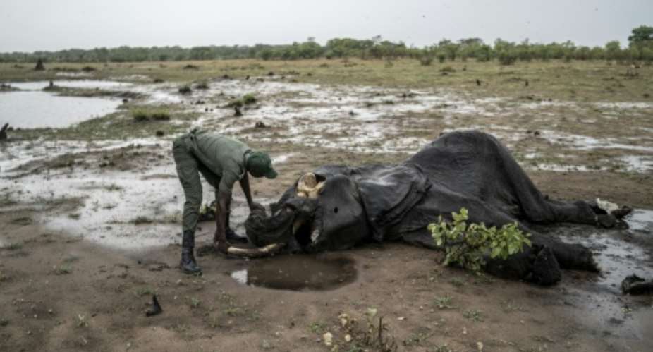 Game ranger Simba Marozva removes a tusk from a decomposed elephant which died in a drought at Zimbabwe's Hwange National Park.  By Zinyange Auntony AFP